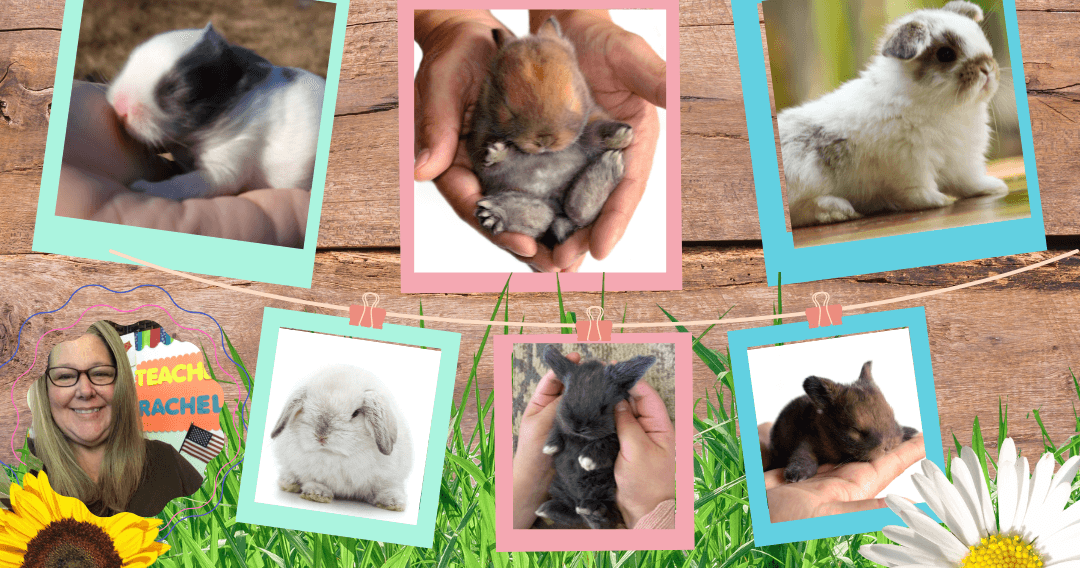 Science & Nature Class - Baby Bunny 101