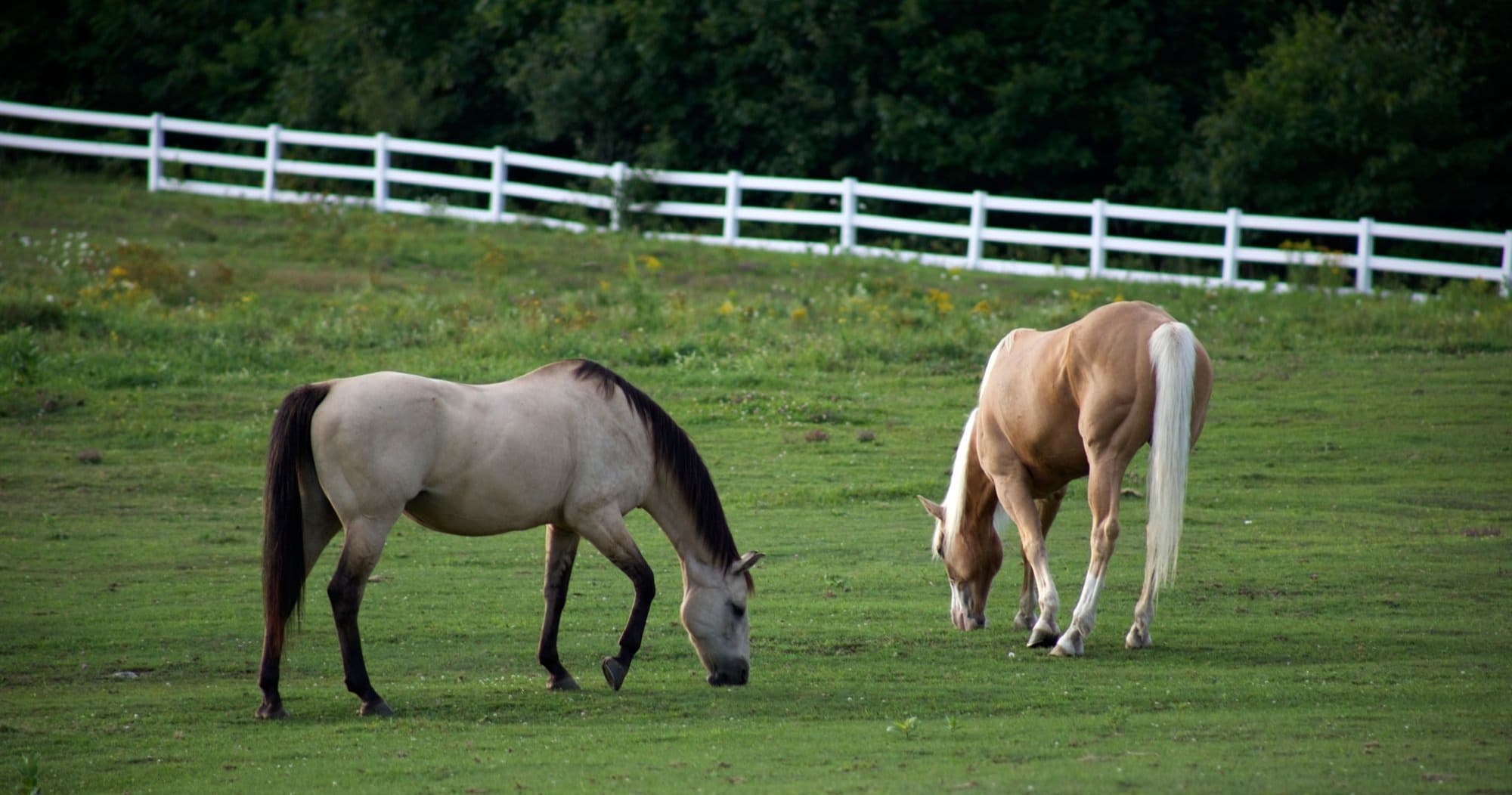 Science & Nature Class - Equine Stable