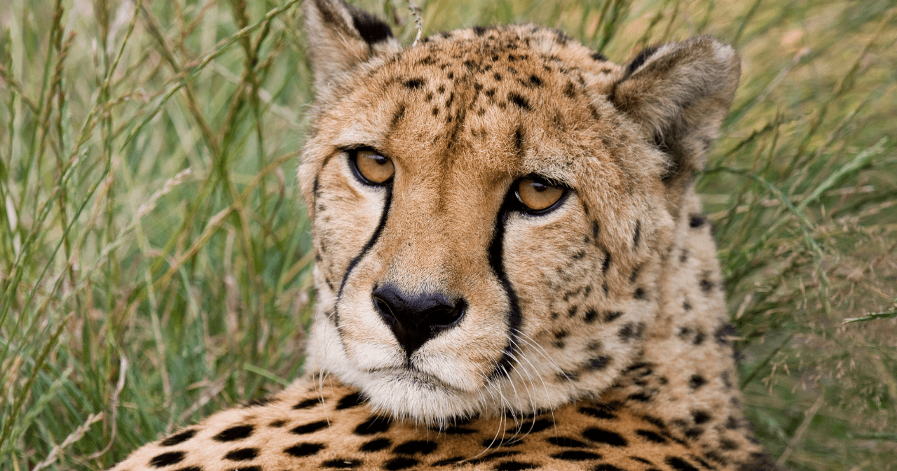 Science & Nature Class - Cheetah Science
