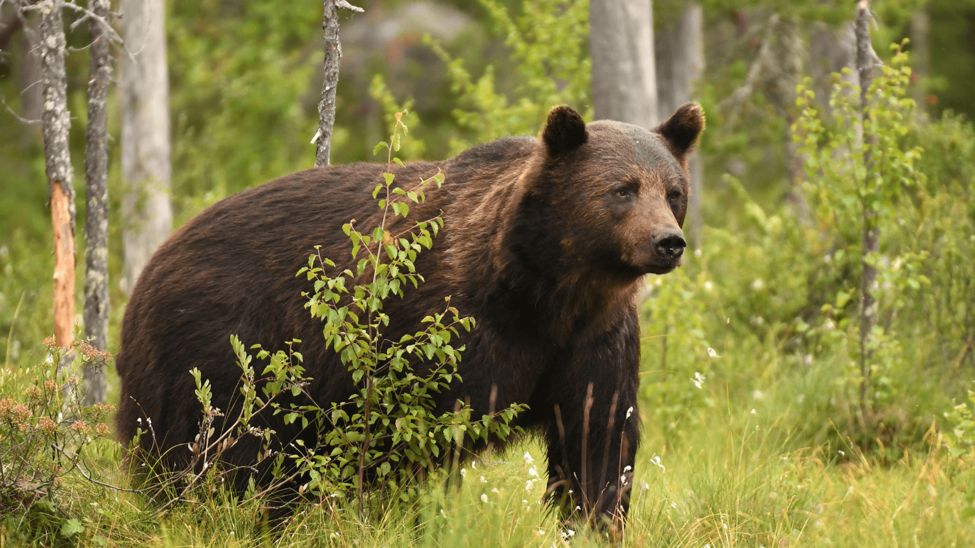 Science & Nature Class - N.A. Brown Bear