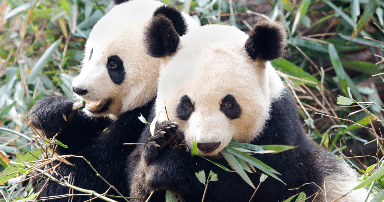 Science & Nature Class - Giant Panda