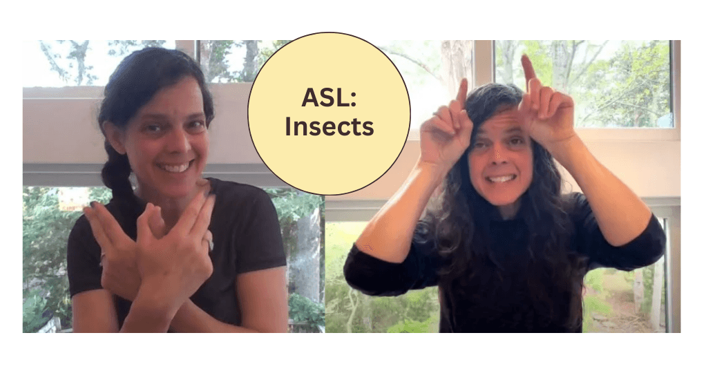 World Languages Class - ASL: Insects
