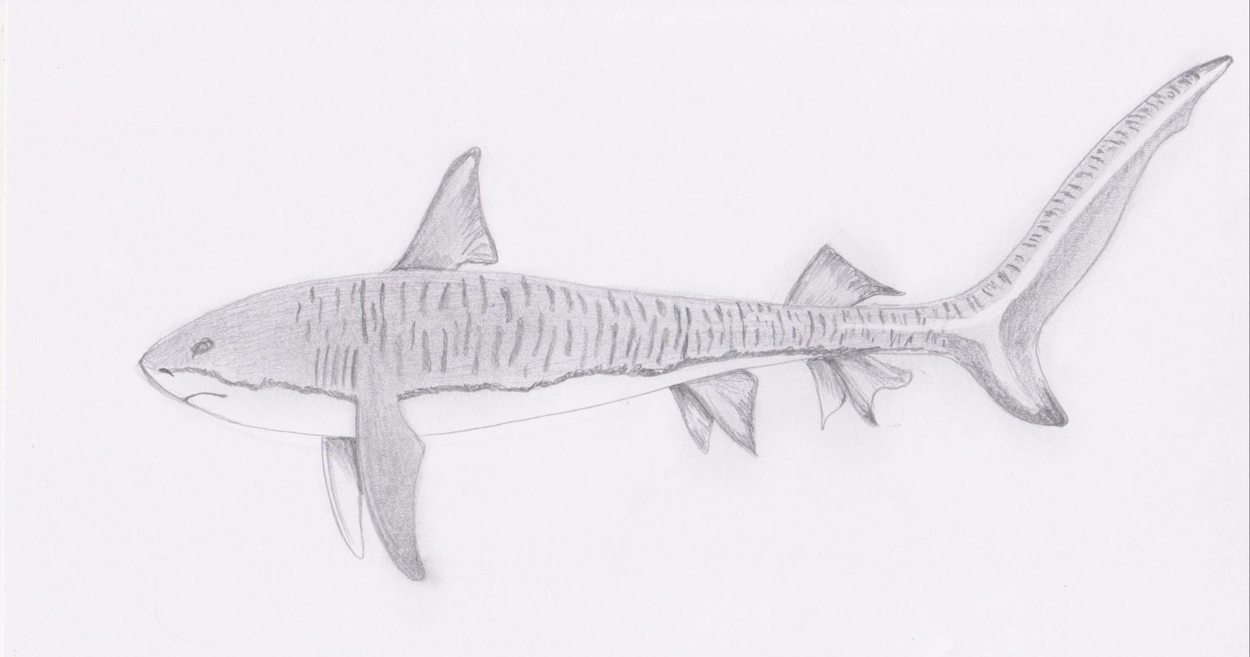Art Class - Shark Drawing Masterclass