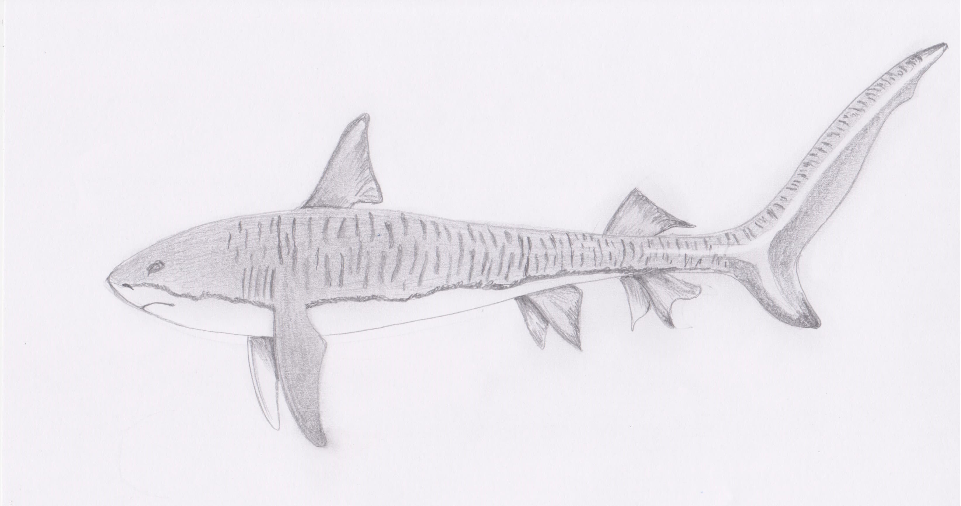 Art Class - Shark Drawing Masterclass