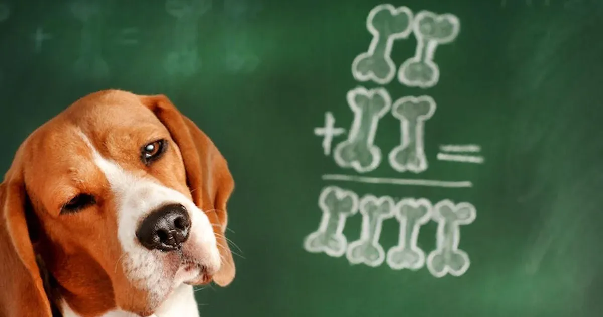 Math Class - "Dog Math"