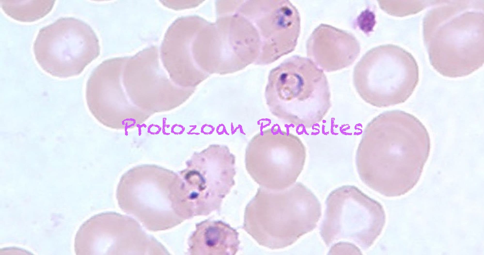 Science & Nature Class - Protozoan Bio