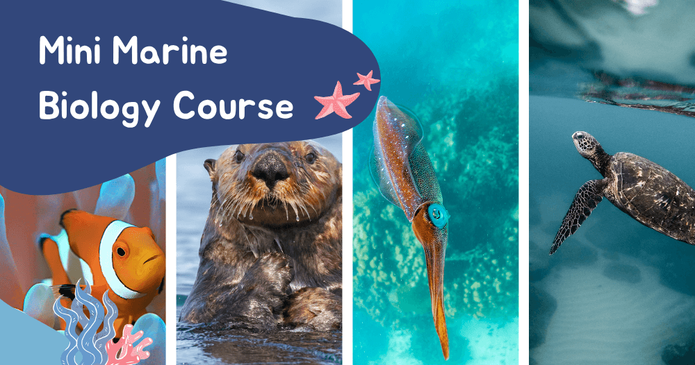 Science & Nature Class - Wondrous Ocean