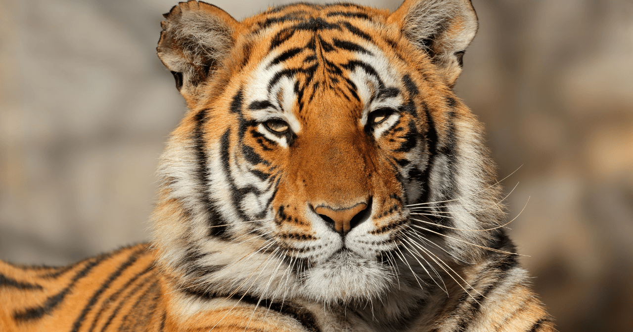 Science & Nature Class - Explore Tigers