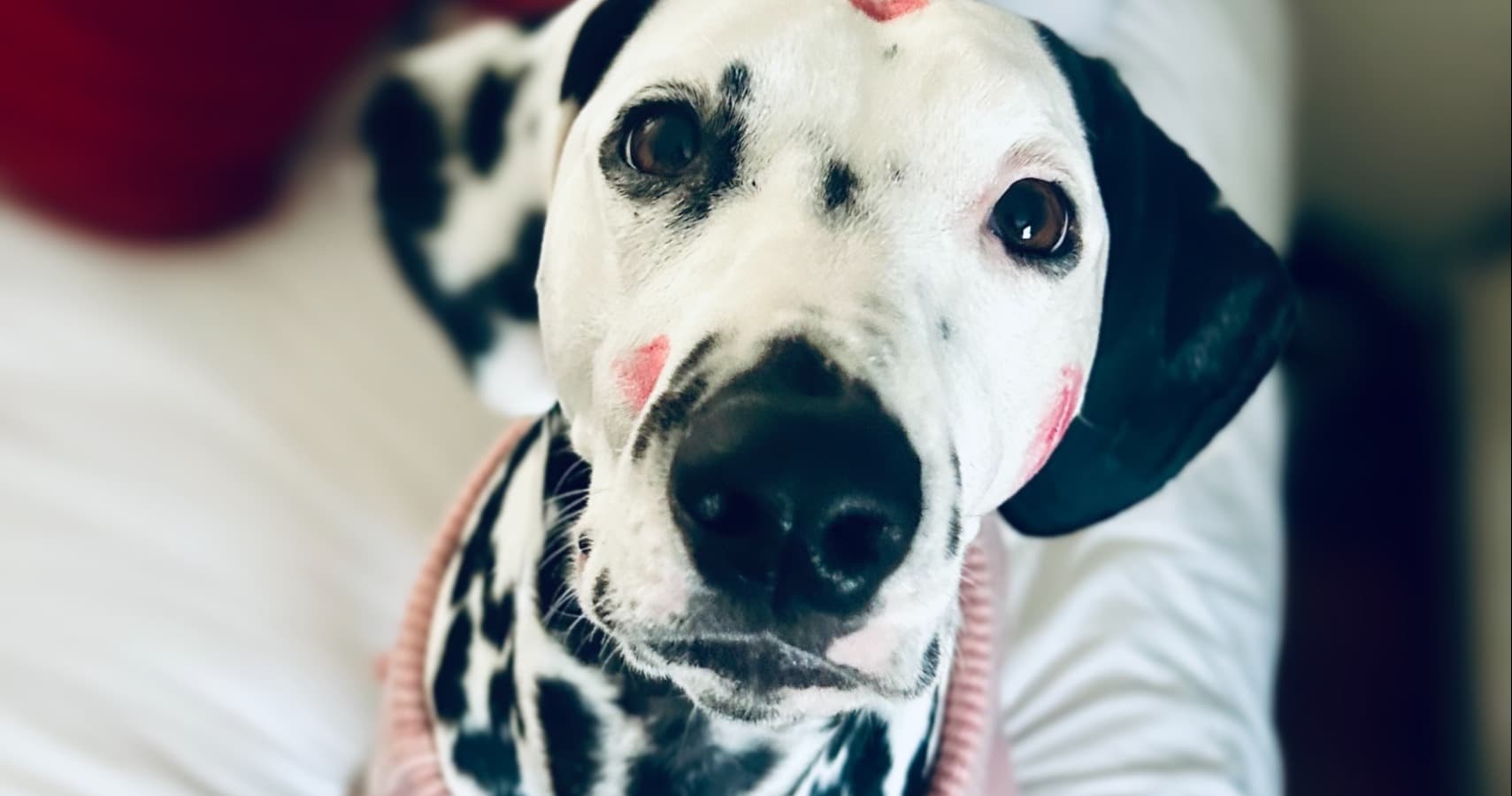 Art Class - Captivating Pet Portraits