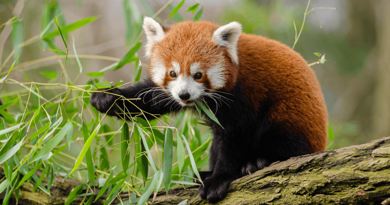 Science & Nature Class - Red Panda Sci