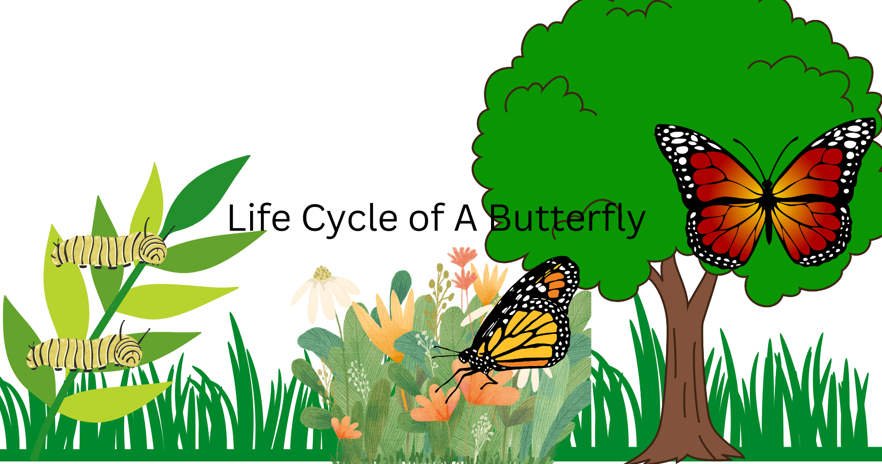 Early Education Class - Butterfly Life