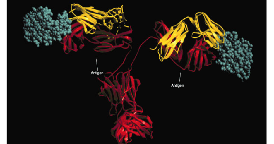 Science & Nature Class - Antibodies 101