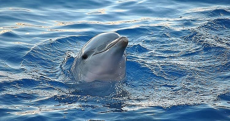 Science & Nature Class - Biomimicry