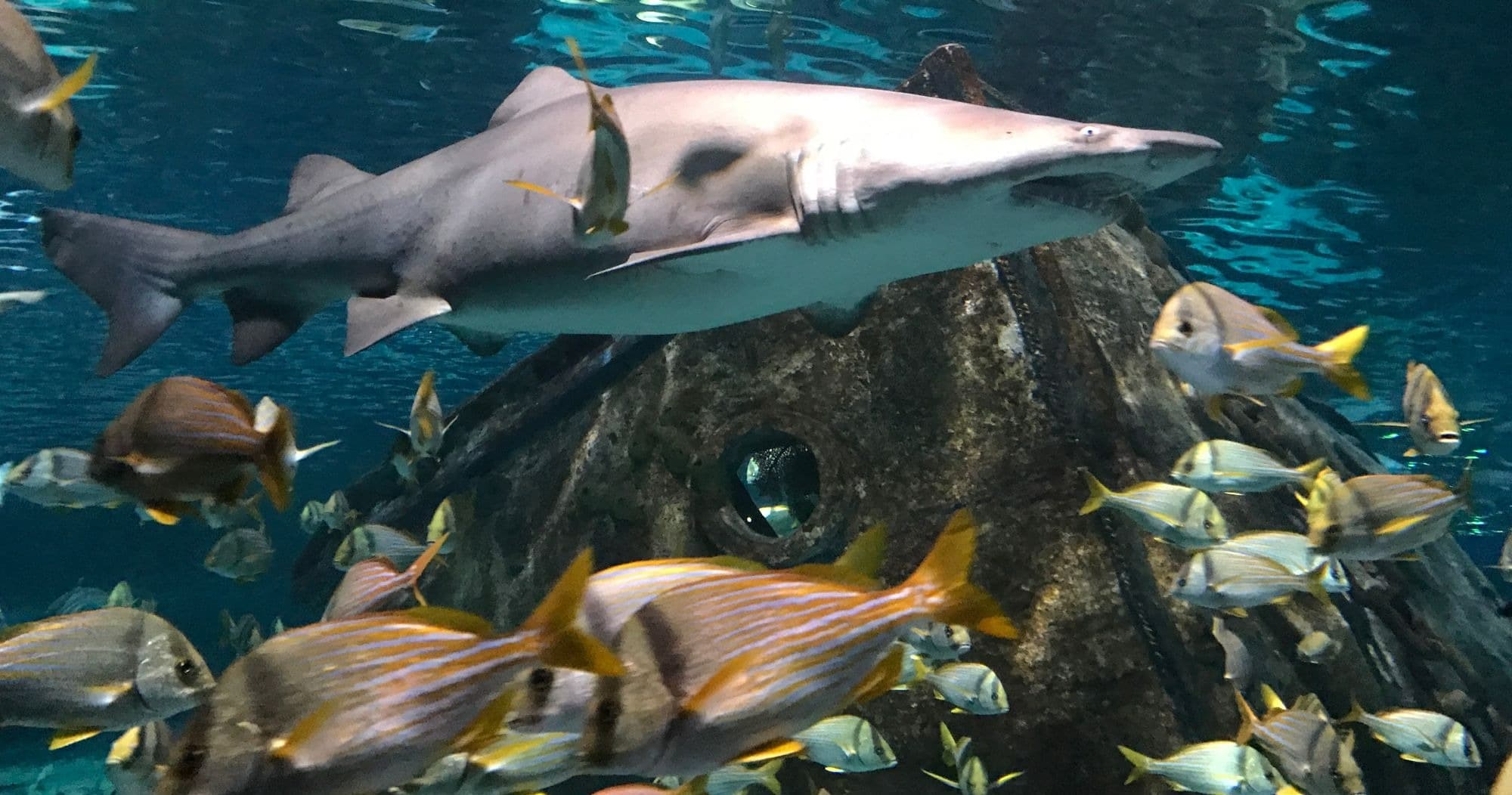 Science & Nature Class - Discover Ocean