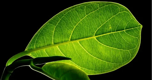 Science & Nature Class - Discover Plant