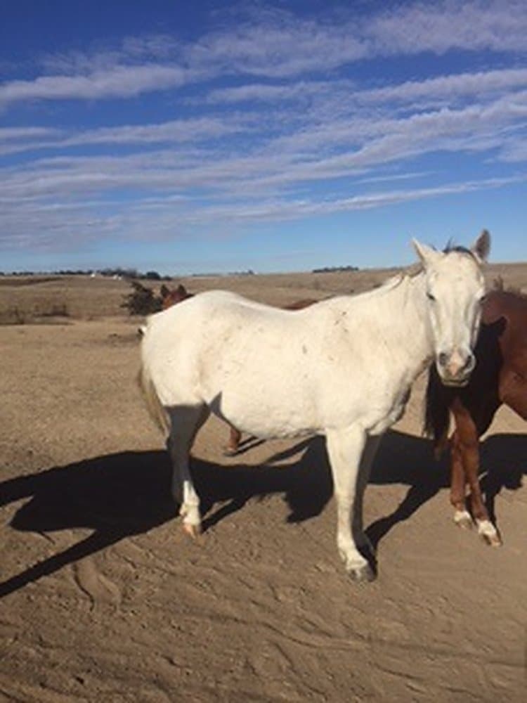 Science & Nature Class - Horse Anatomy