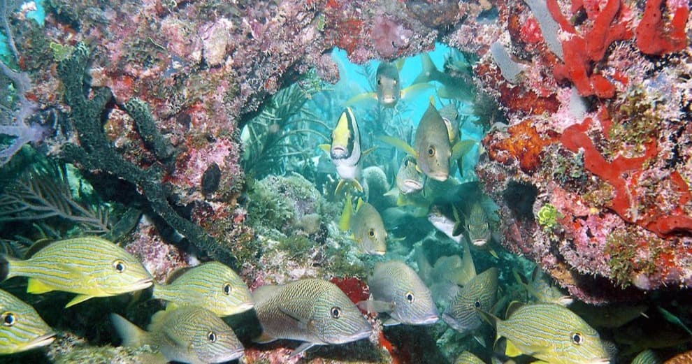 Science & Nature Class - Aquatic Life