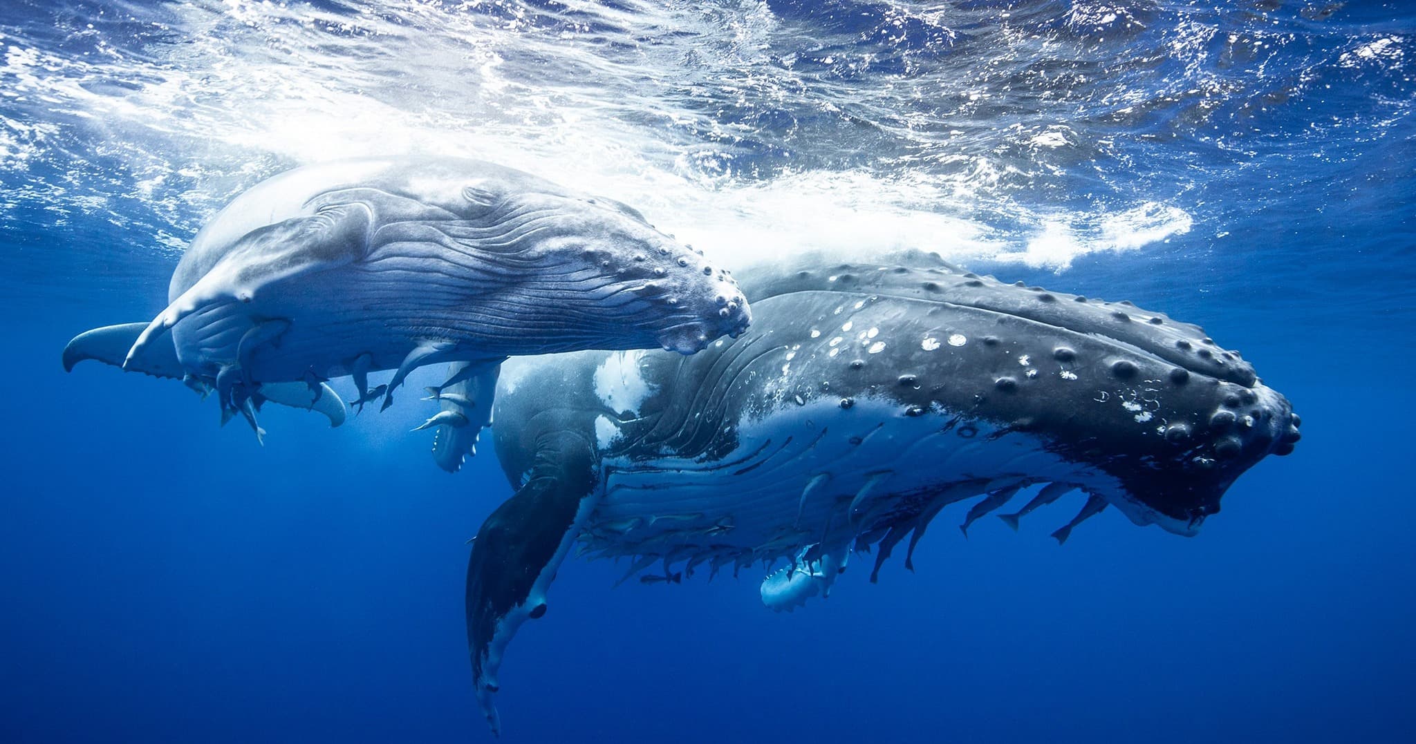Science & Nature Class - Oceans Alive!