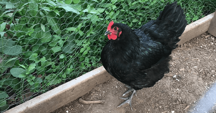 Science & Nature Class - Intro Poultry