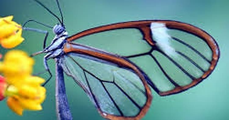 Science & Nature Class - Intro to Bio