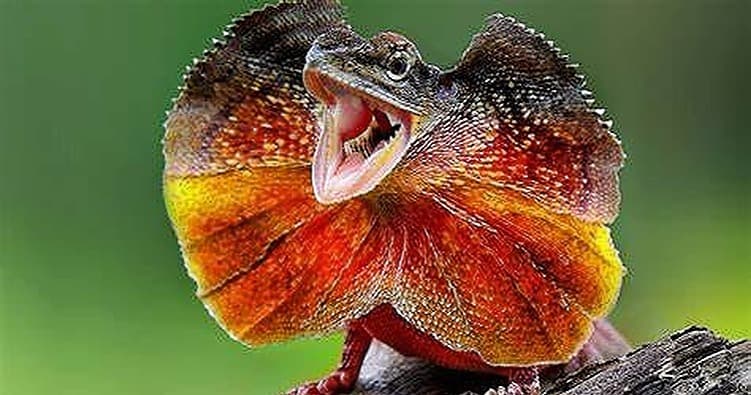 Science & Nature Class - Aussie Safari