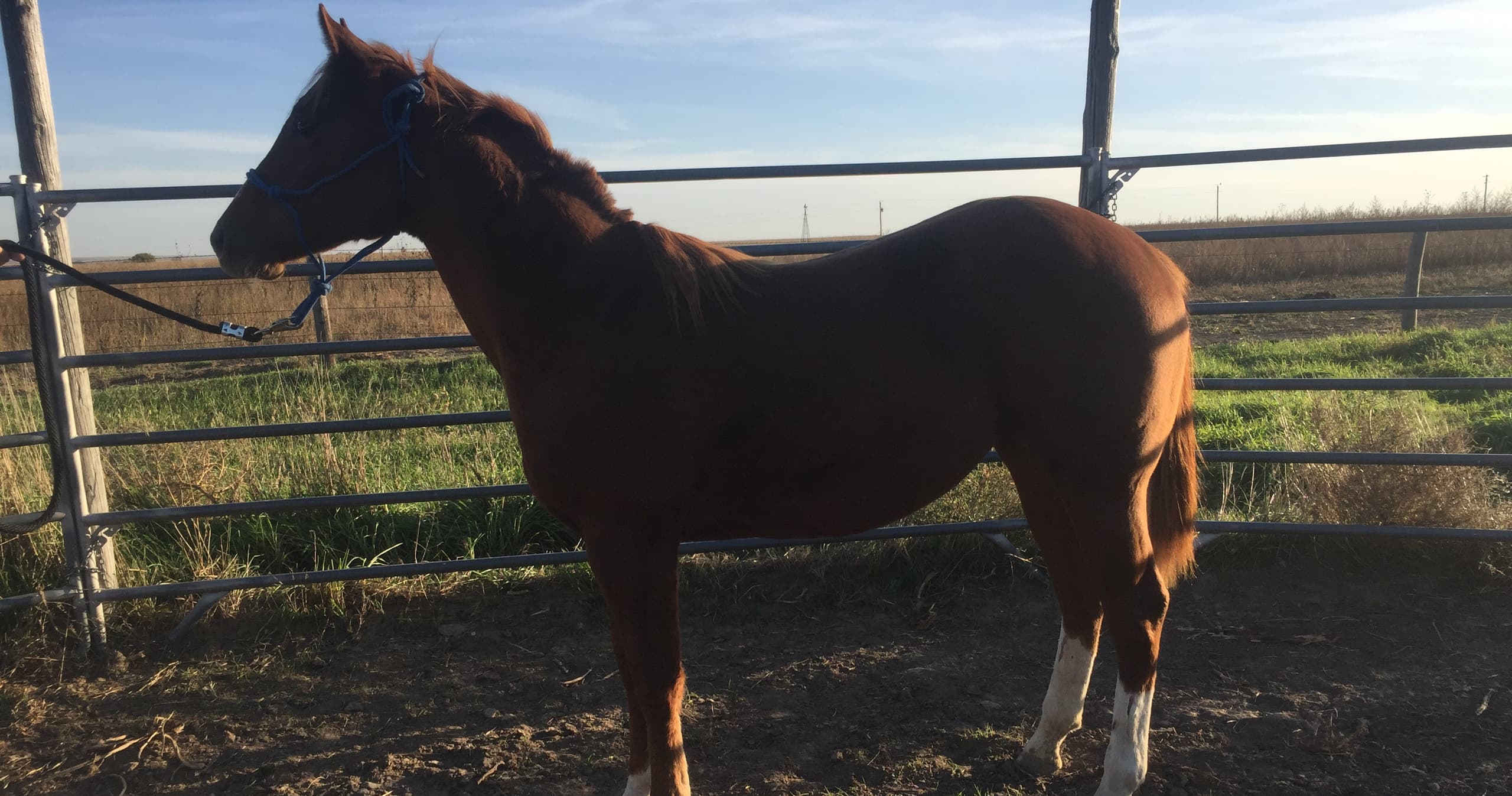 Science & Nature Class - Intro to Horses