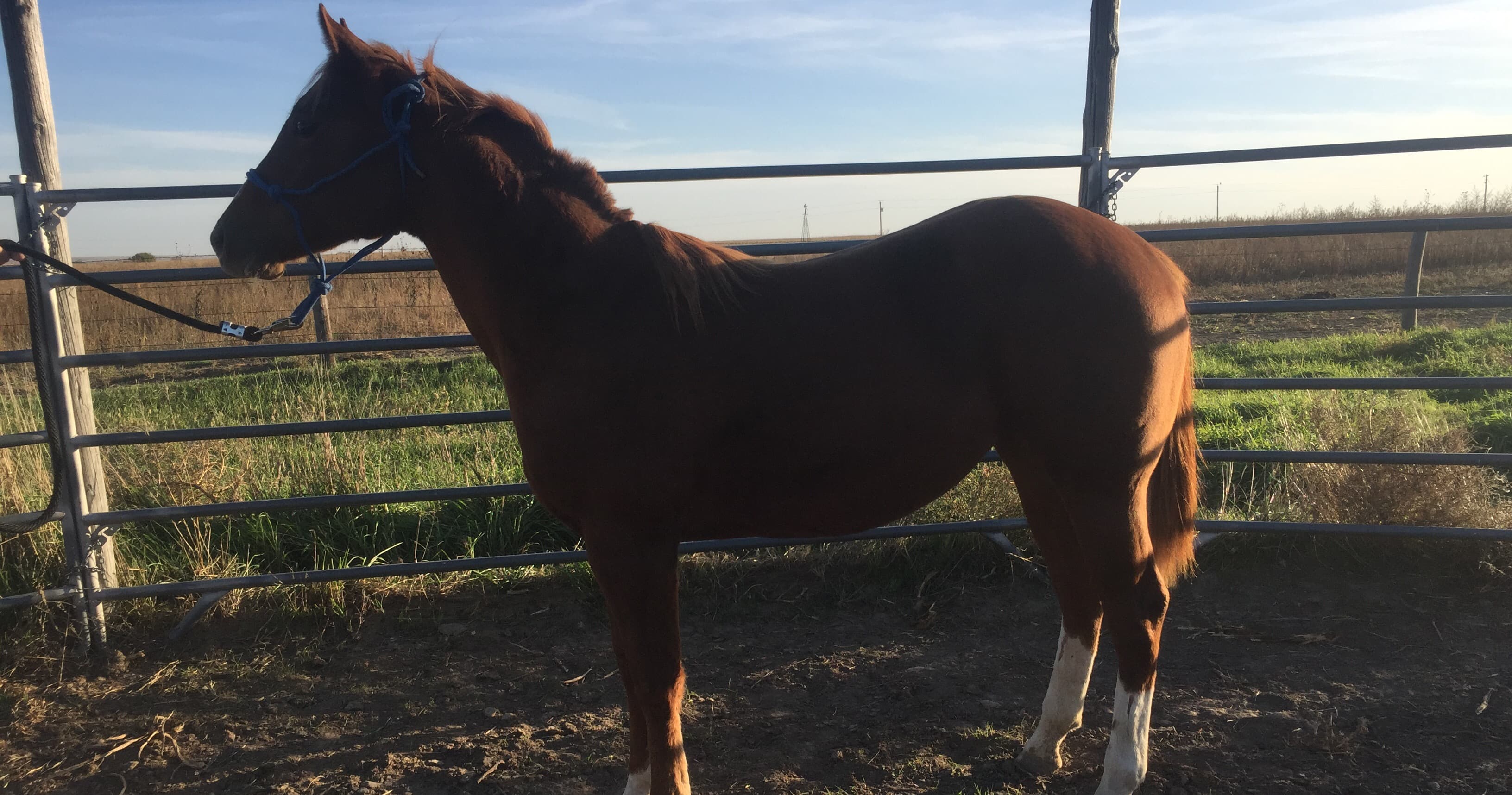 Science & Nature Class - Intro to Horses