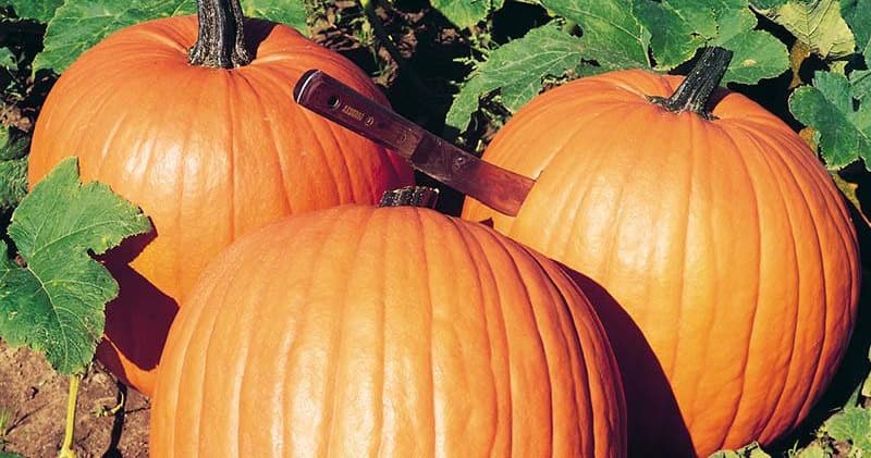 Life Skills Class - Pumpkin Cooking 101