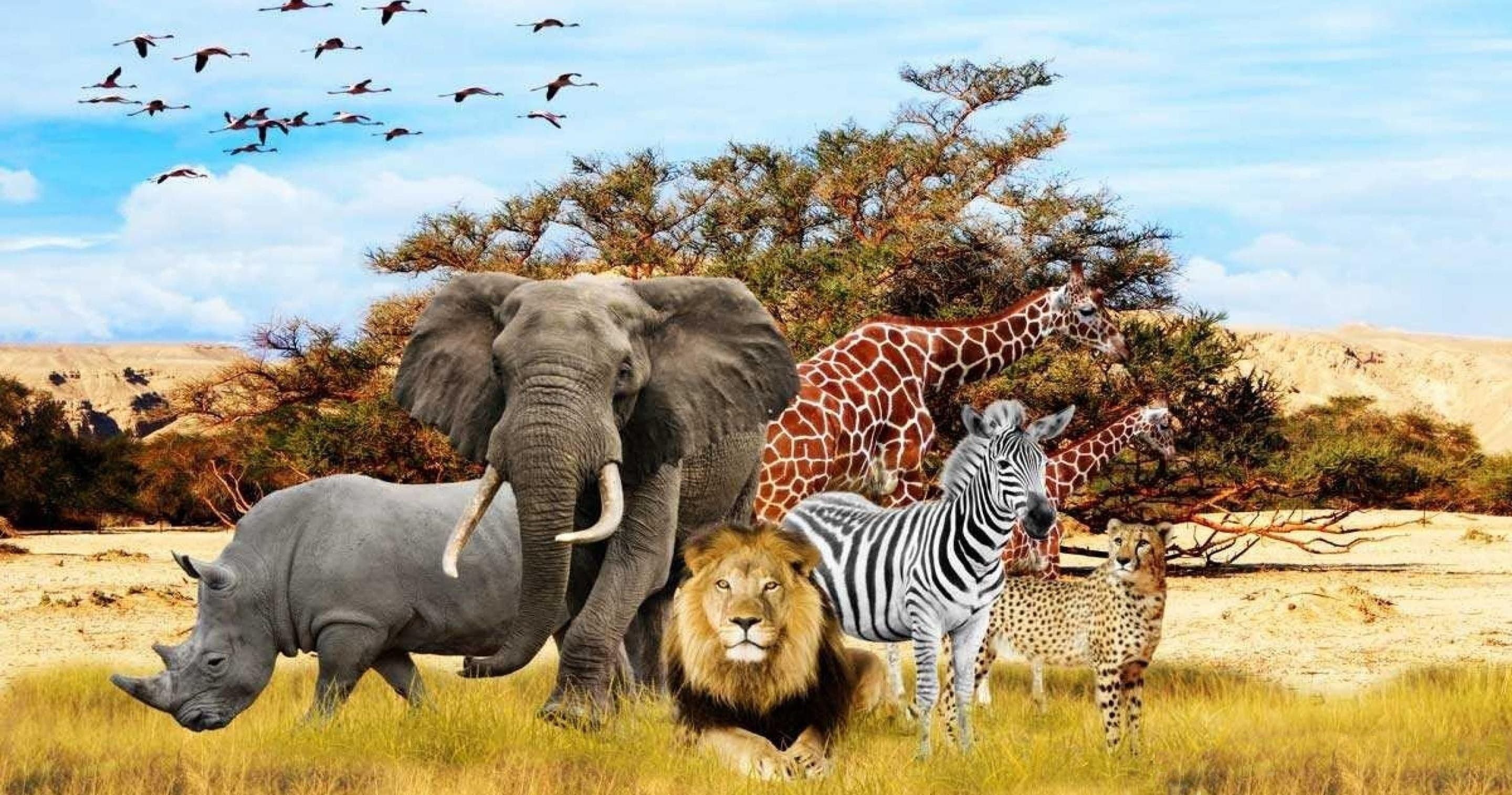 Science & Nature Class - African Safari