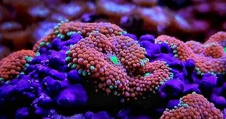 Science & Nature Class - Explore Marine
