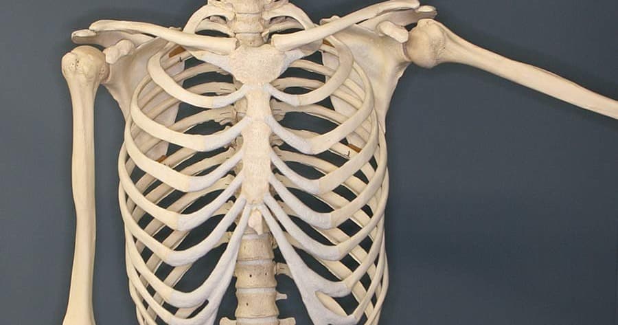 Science & Nature Class - Skeletal Sys
