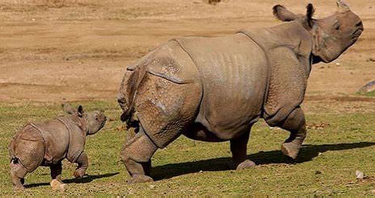 Science & Nature Class - Asian Safari