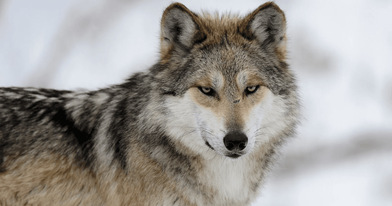 Science & Nature Class - N.A. Gray Wolf