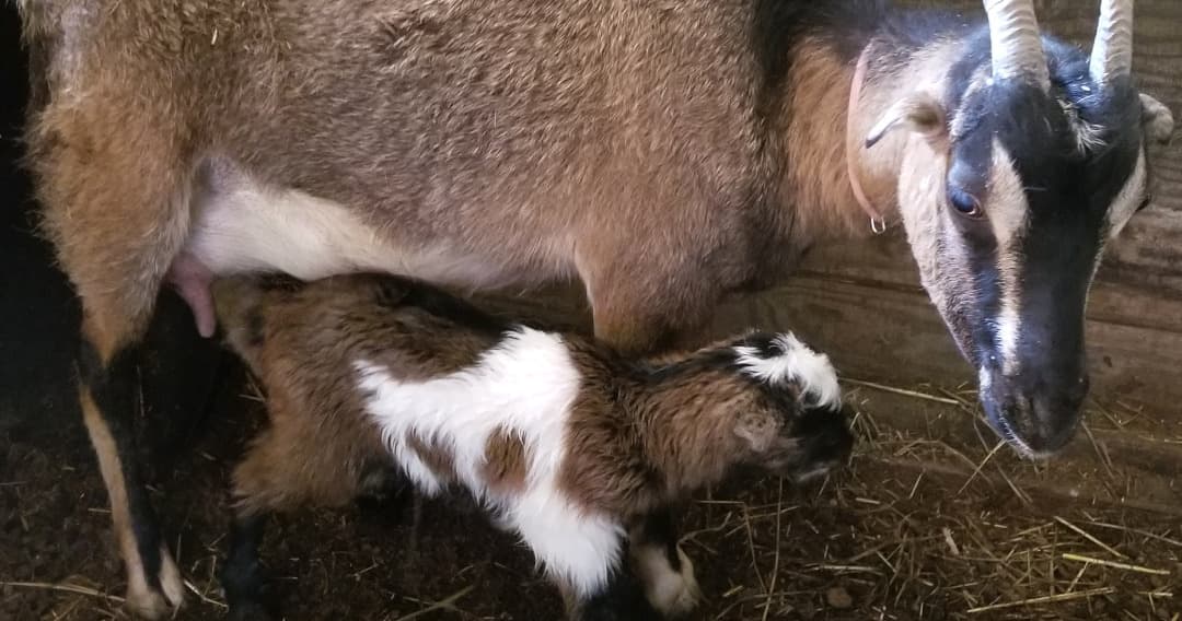 Science & Nature Class - Dairy Goat Biz