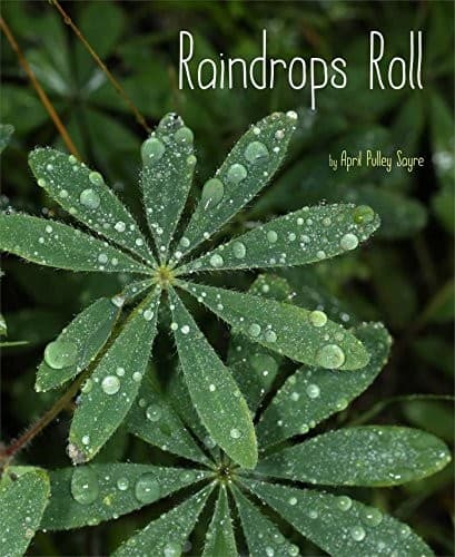 Raindrops Roll (April Pulley Sayre, Hardcover,