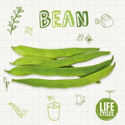 Bean (Brenda McHale, Paperback, Grades to )