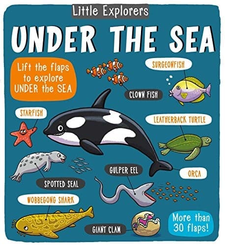 Little Explorers: Under the Sea (Little Bee