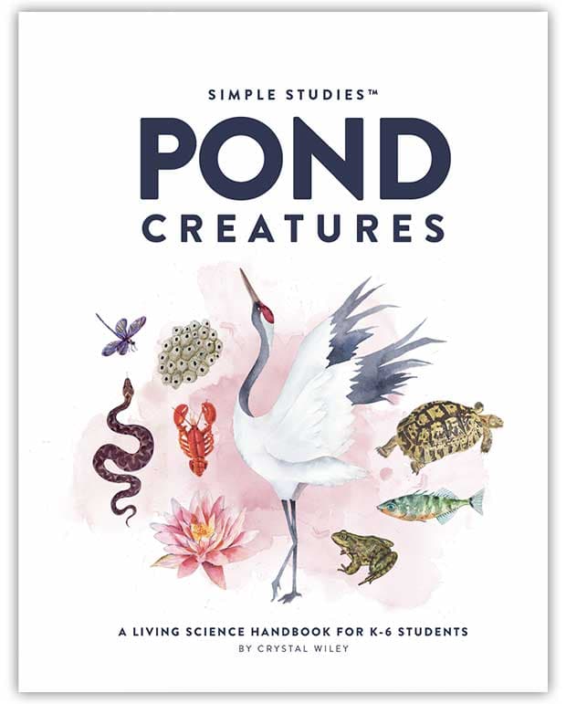 Simple Studies: Pond Creatures