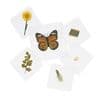 Excellerations Laminated Specimen Set 28 Pieces