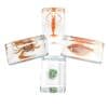 Excellerations Acrylic Under the Sea Specimens