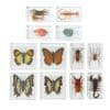 Excellerations Acrylic Butterflies Bugs and Sea