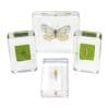 Excellerations Acrylic Butterfly Life Cycle Spec