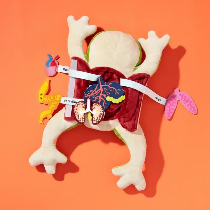 Froggie Dissection Lab Plush