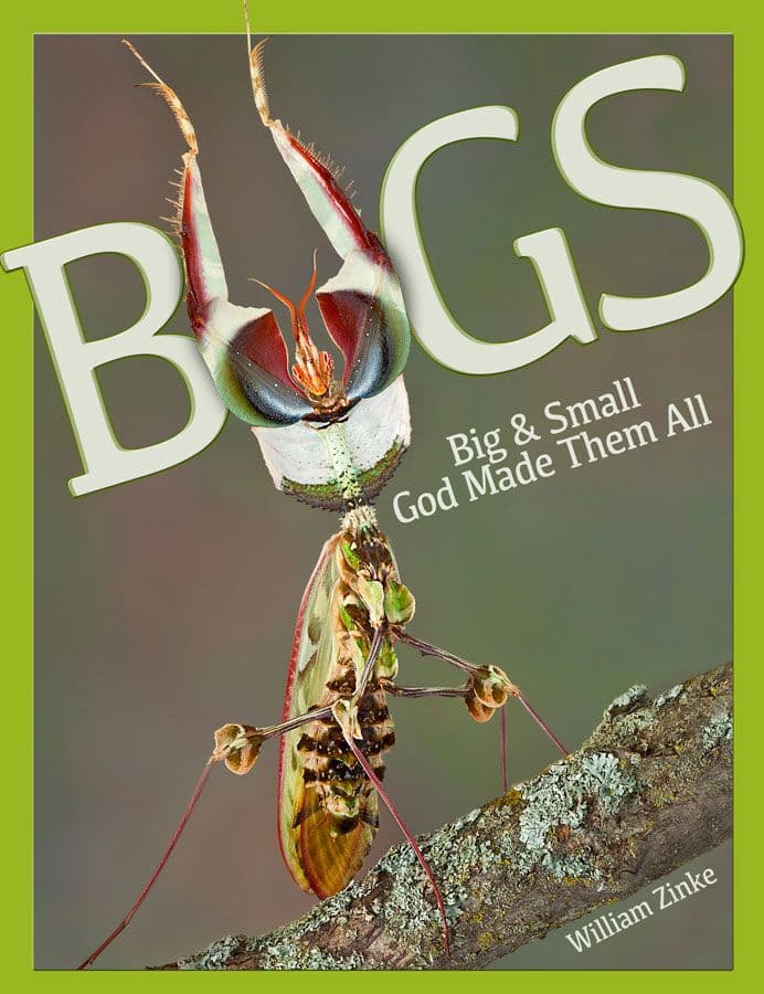 Master Books Bugs Big & Small