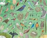 Julia Rothman: Nature Anatomy Birds 500pc Puzzle