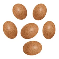 EGGS SENSORY SOUND