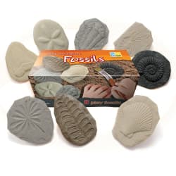 STONE FOSSIL INVESTIGATE 8PC
