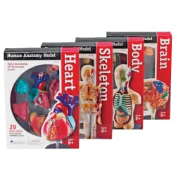 MODEL ANATOMY SET 132PC