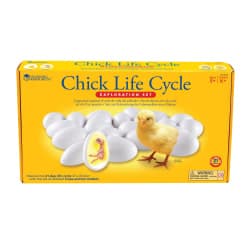 SET CHICK LIFE CYCLE EXPLORE