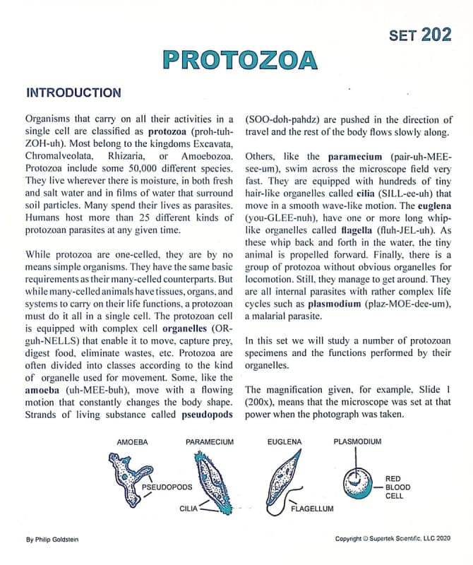 Protozoa Microslide Lesson Set
